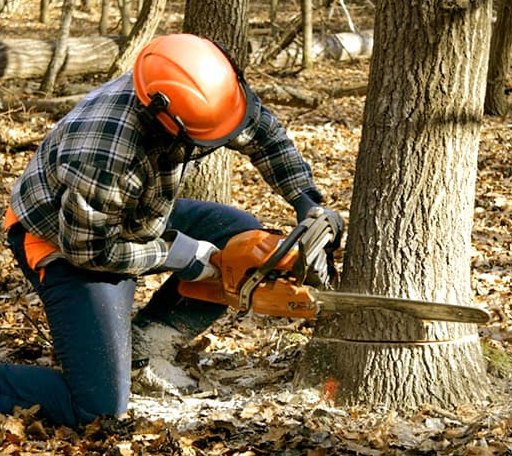 Tree Removal in Railroad, PA